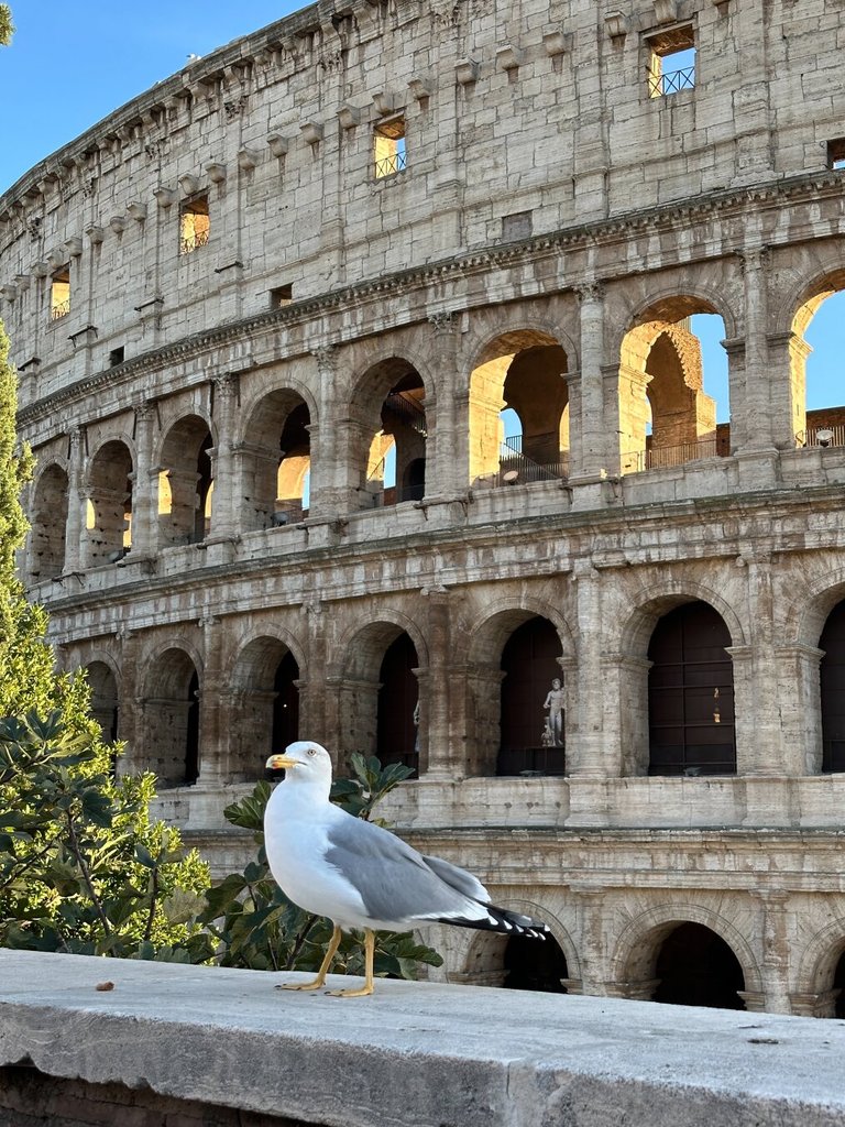 Una gaviota grande blanca y gris ocupa el primer plano, plantada sobre una balaustrada baja, mirando hacia un lado con altura. Detrás, los arcos del Coliseo se apilan en pisos: arquitrabes, ventanas tapiadas y, en el siglo más bajo, una estatua diminuta vigilando. A los símbolos eternos los terminan gobernando los pájaros.