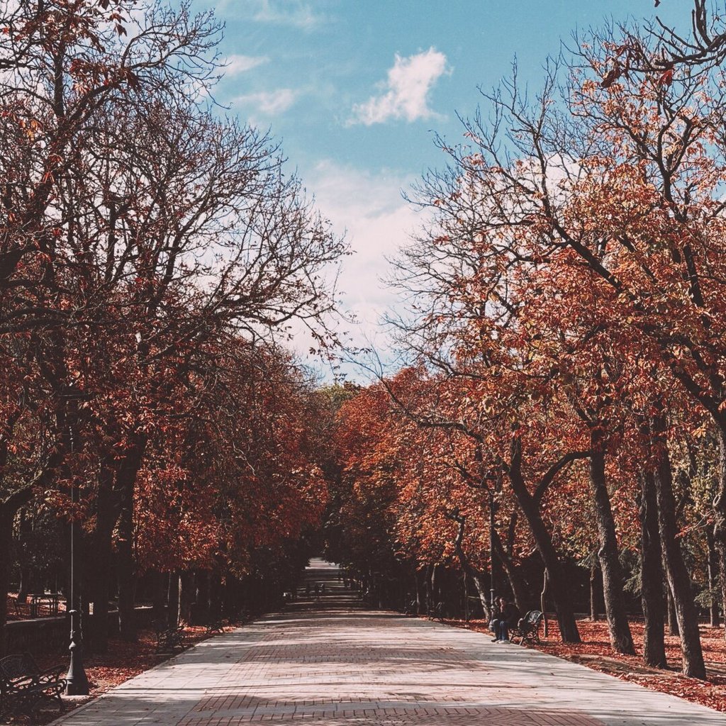 Paseo arbolado en otoño con castaños rojizos a ambos lados y un suelo empedrado en perspectiva larga. Una sola figura sentada en un banco al fondo a la derecha. Los paseos largos no necesitan más que un banco para que alguien dure.