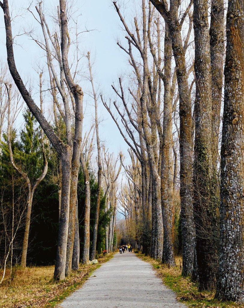 Camino de tierra entre dos hileras de árboles desnudos que aún no han brotado. Al fondo, dos figuras mínimas avanzan hacia un punto que no termina de aparecer. Caminar también es esperar a que el invierno acabe de irse.
