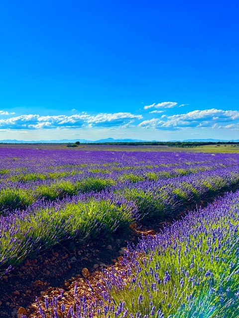 Hileras de lavanda violeta atraviesan un campo de Brihuega bajo nubes blancas y montañas lejanas.