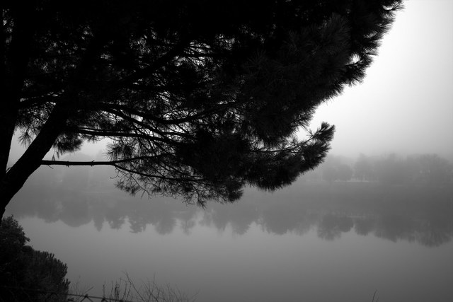 Las ramas oscuras de un pino enmarcan un lago cubierto de niebla, con la orilla apenas visible al fondo.