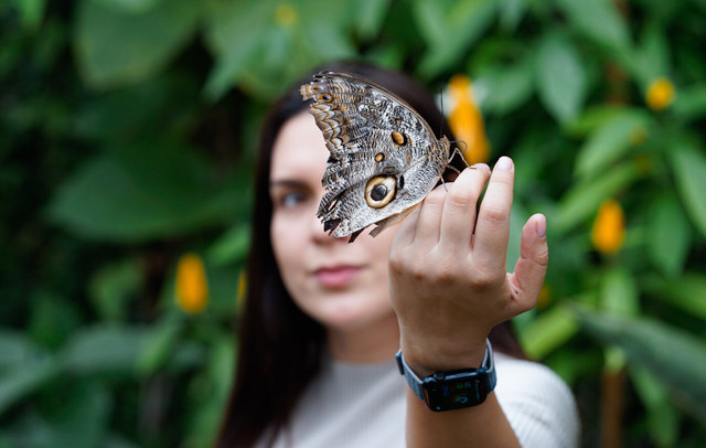 Una mariposa búho descansa sobre los dedos de una mujer, con sus grandes ocelos enfocados ante vegetación tropical.