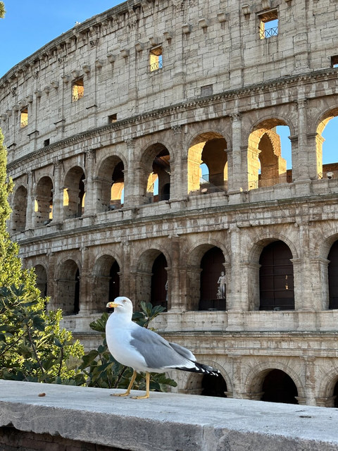 Una gaviota permanece sobre una balaustrada delante de los arcos soleados del Coliseo de Roma.