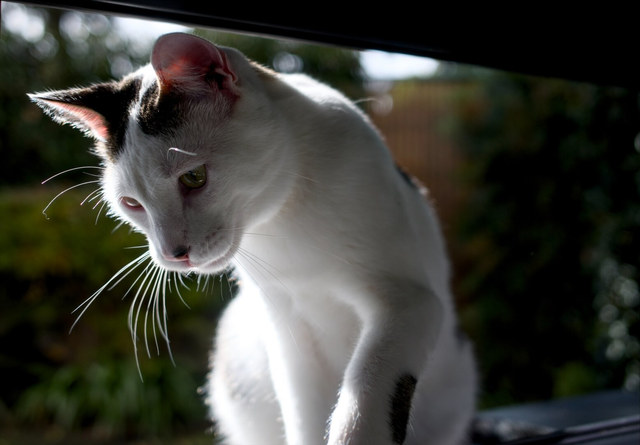 Gato blanco con manchas negras se inclina dentro de un coche, iluminado de perfil por el sol.