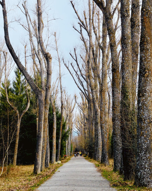 Un camino recto en Segovia avanza entre altas hileras de árboles podados, con varios caminantes al fondo.