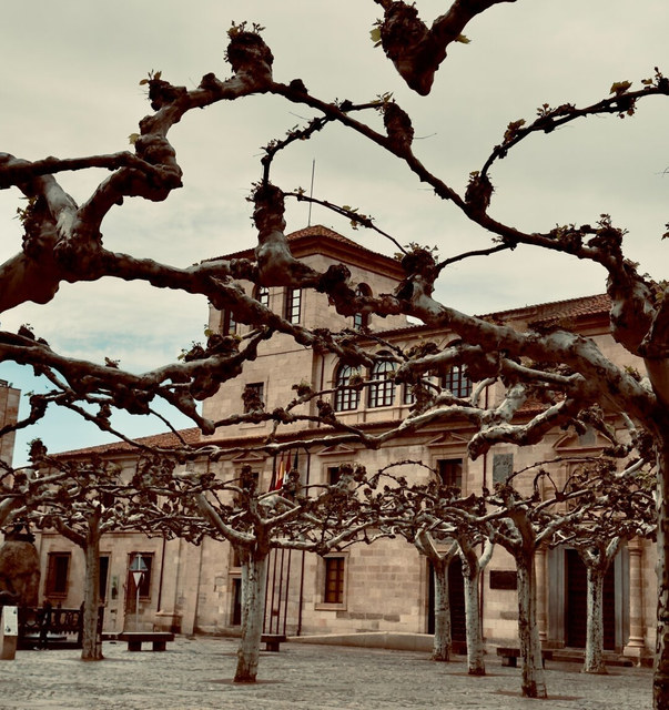 Árboles podados entrecruzan sus ramas frente a un edificio de piedra en una plaza de Zamora.